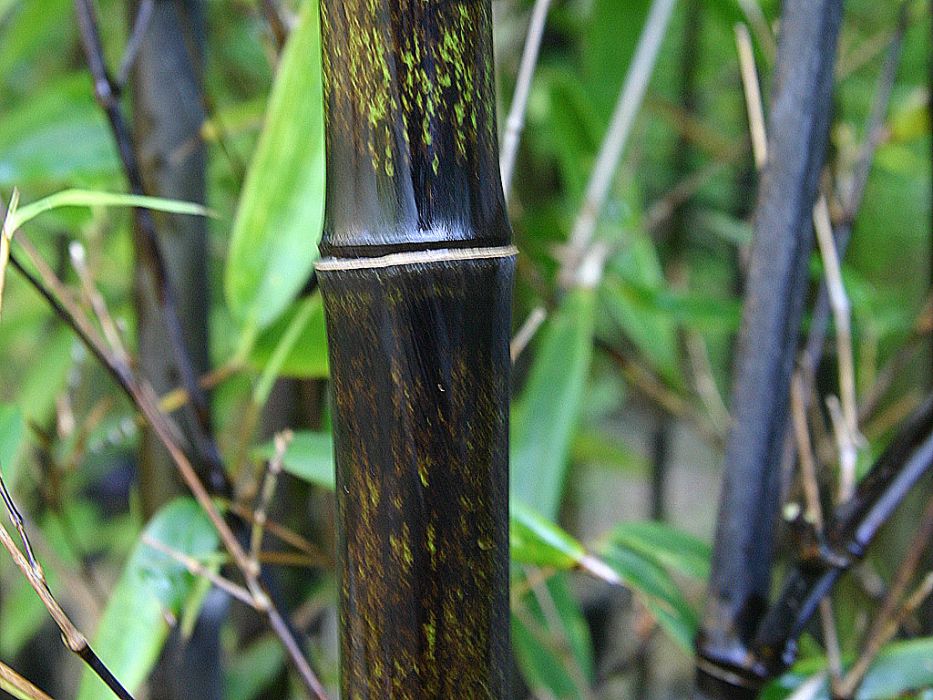 Phyllostachys nigra 'Punctata' Syn. Nigra f. nigra