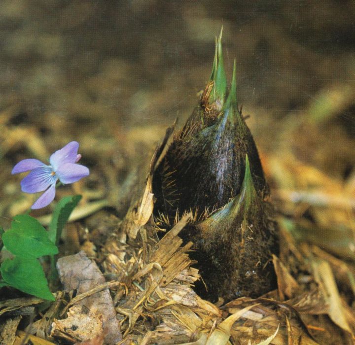 Phyllostachys edulis