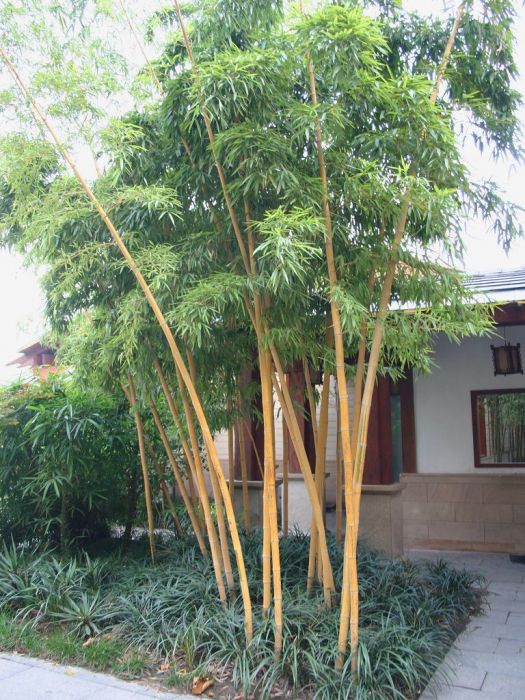 Phyllostachys vivax 'Aureocaulis'