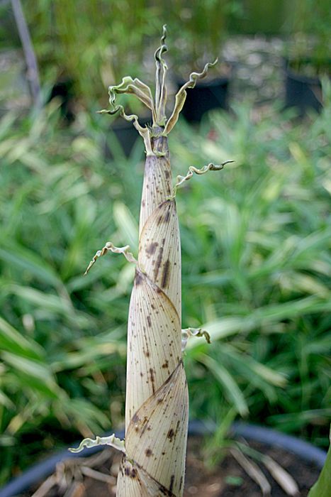 Phyllostachys dulcis