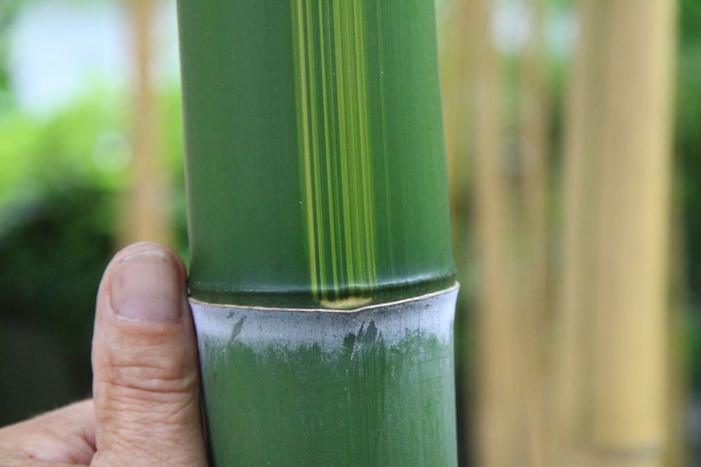 Phyllostachys vivax 'Huangwenzhu'