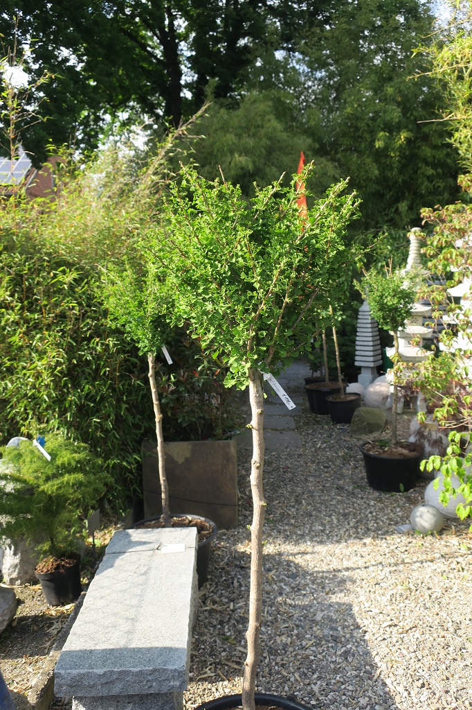 Ginkgo biloba 'Baldii'