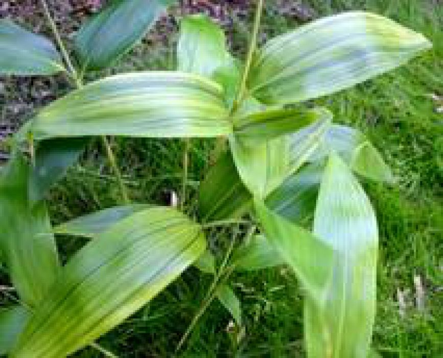Sasa kurilensis 'Kiakebono'