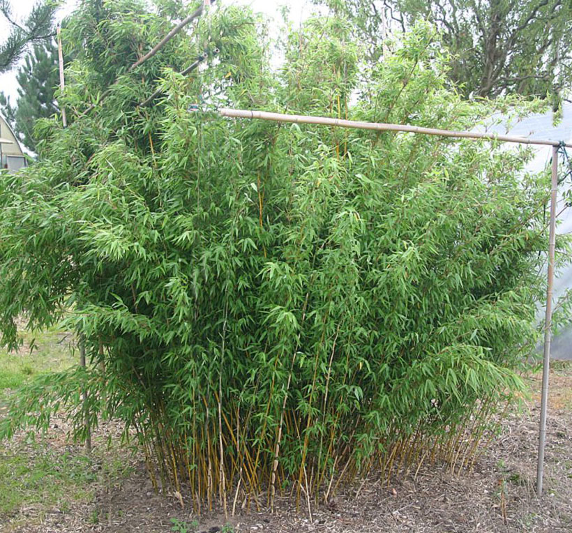 Fargesia denudata Xian 2