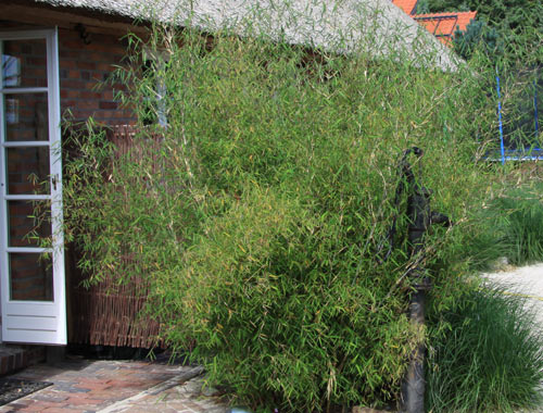 Fargesia crassinoda 'Kew Beauty'