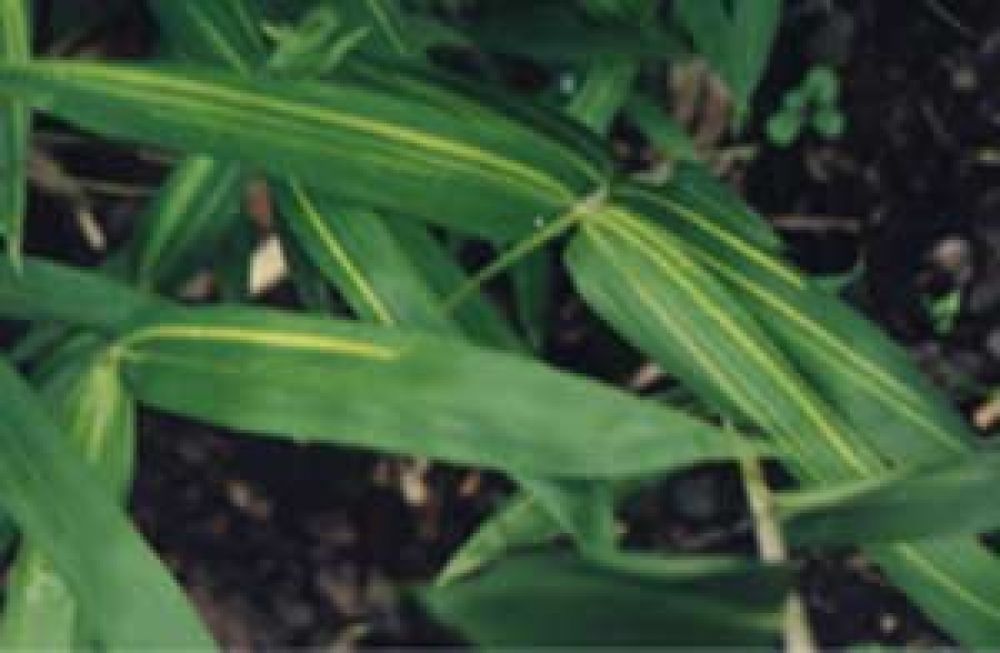 Pleioblastus kongosanensis 'Aureostriata'