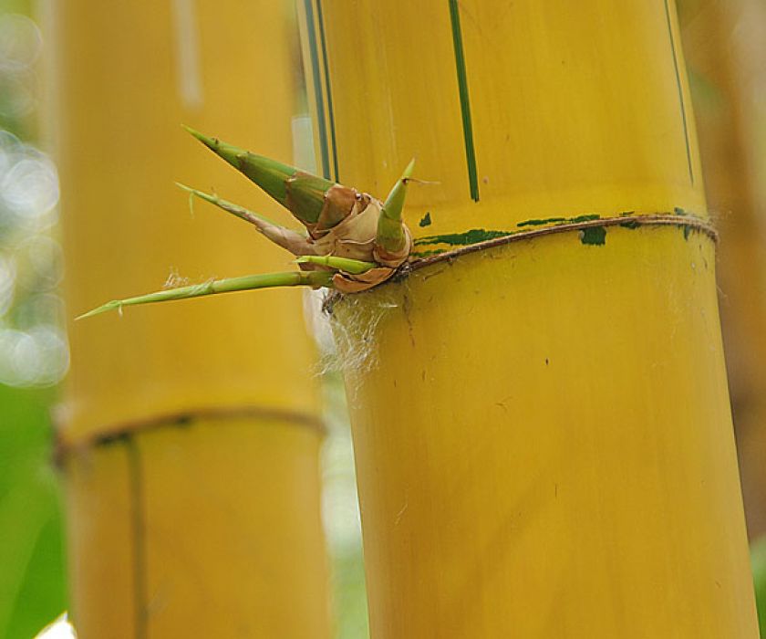 Bambusa vulgaris 'Striata'