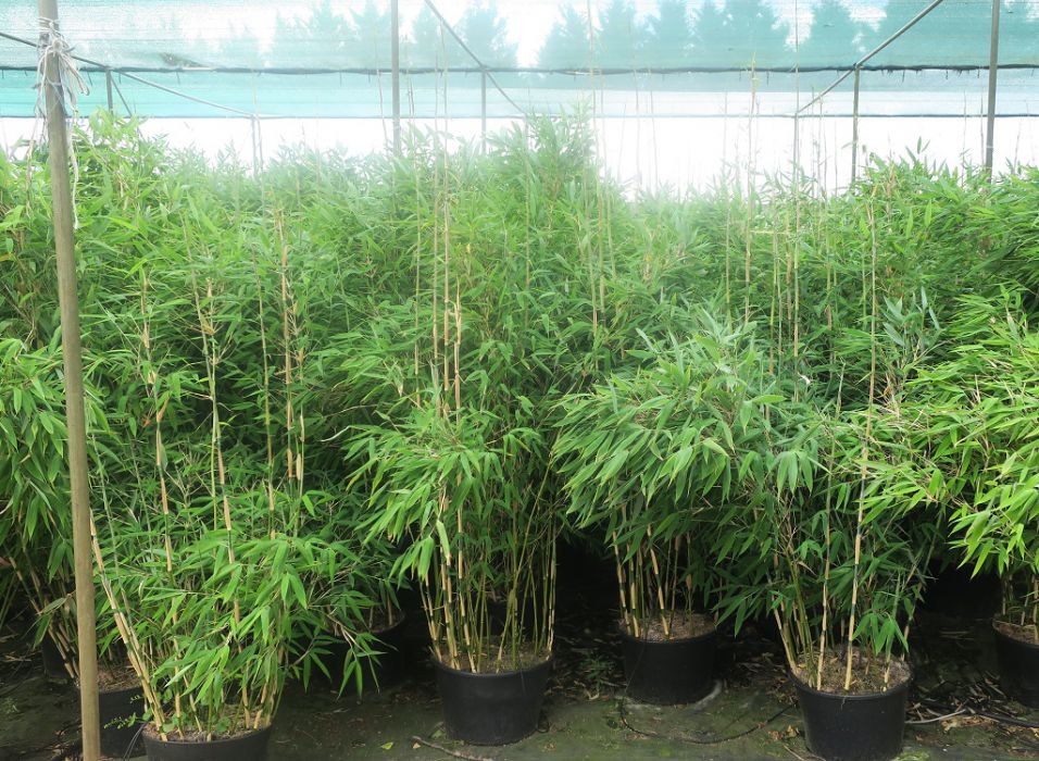 Fargesia 'Freds Giant Dragon'