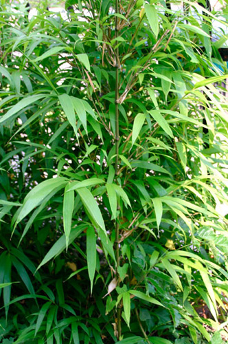 Chimonobambusa quadrangularis