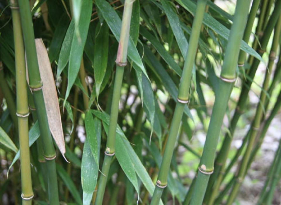 Fargesia robusta 'Robusta'