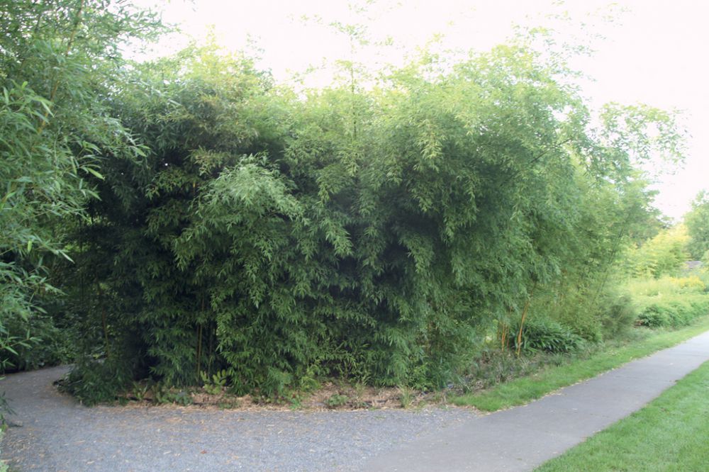 Phyllostachys nigra 'Henonis'