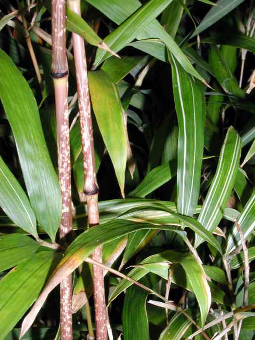 Chimonobambusa marmorea 'Variegata'