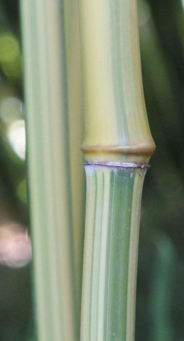 Phyllostachys aureosulcata 'Argus'