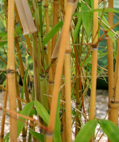 Phyllostachys aurea 'Holochrysa'