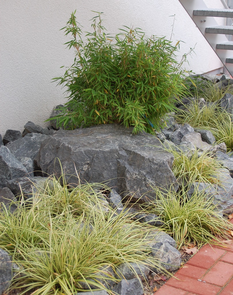 Carex hachijoensis 'Evergold'