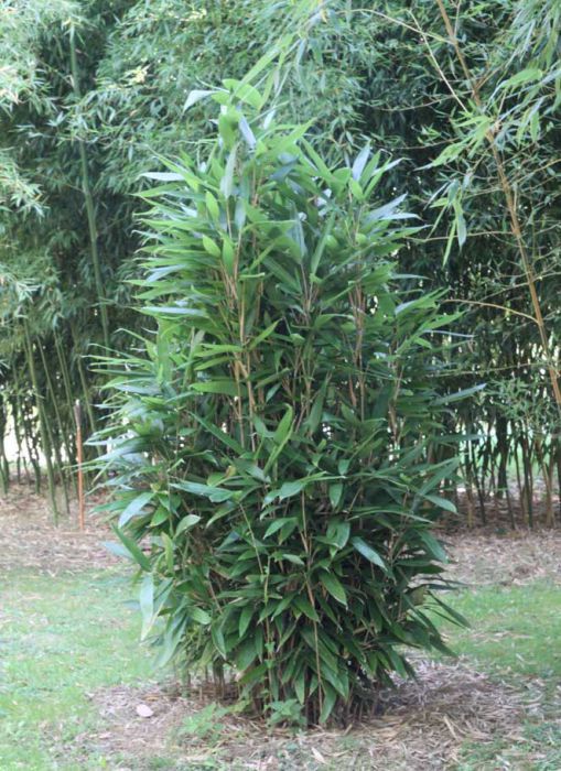 Indocalamus latifolius