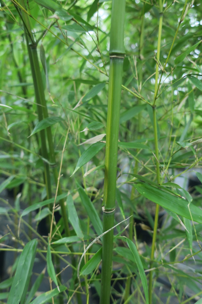 Phyllostachys aureosulcata