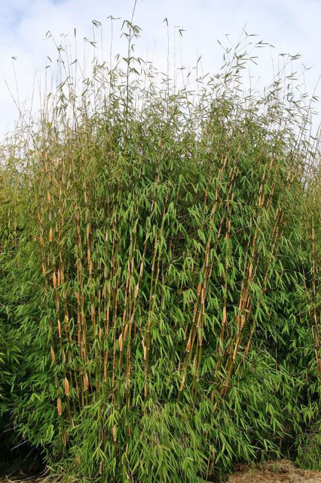 Fargesia Spez. 'Jiuzhaigou 8'