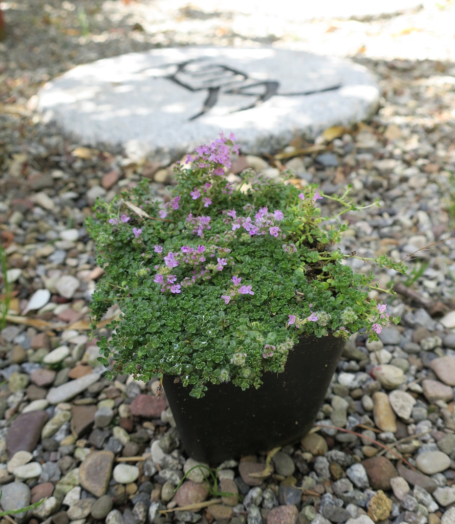 Thymus praecox 'Minor'