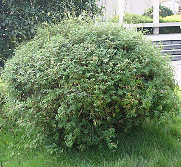 Bild von Bambusa multiplex