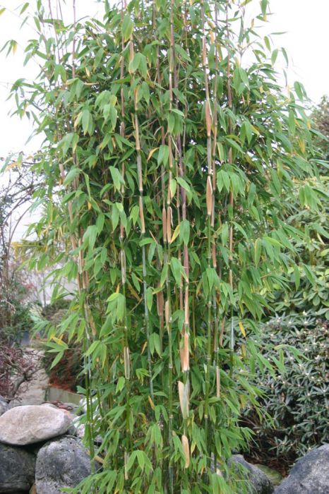 Fargesia murielae 'Maasai'®