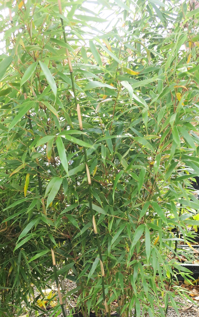 Fargesia rufa 'Sunbird'®