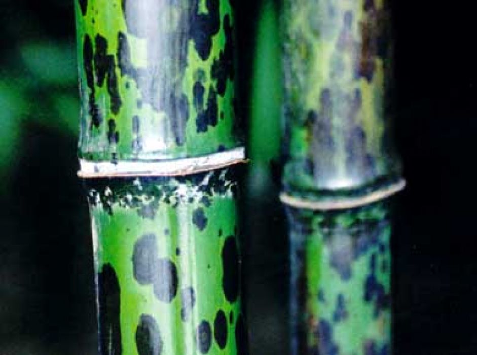 Phyllostachys glauca 'Yunzhu'