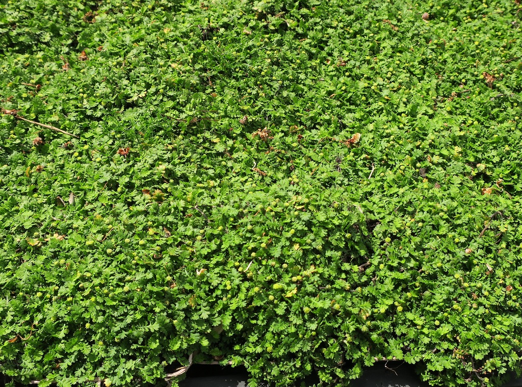 Cotula dioica 'Minima'