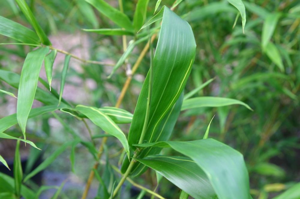 Bambusa tuldoides ventricosa 'Kimmei'