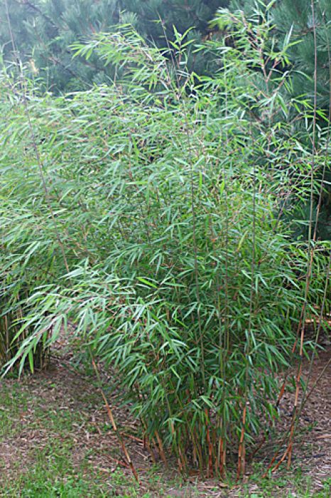 Fargesia scabrida - Die Schöne -