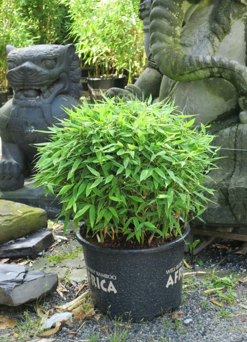 Fargesia 'Moontears'®