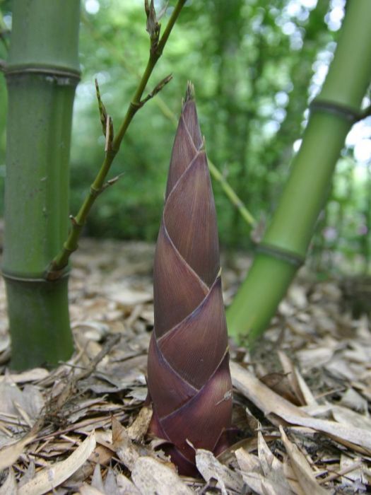 Phyllostachys parvifolia
