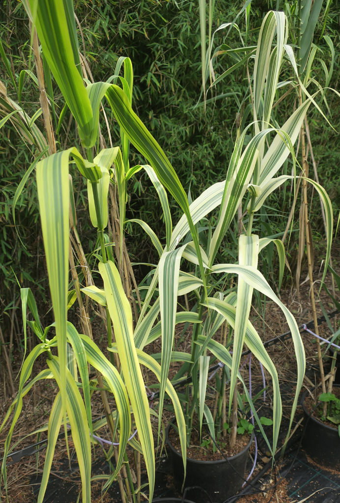 Arundo donax 'Variegata'
