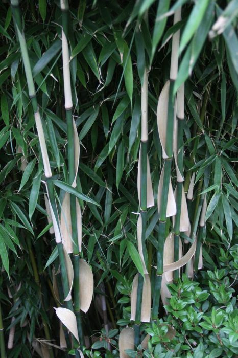 Fargesia robusta 'P. King'