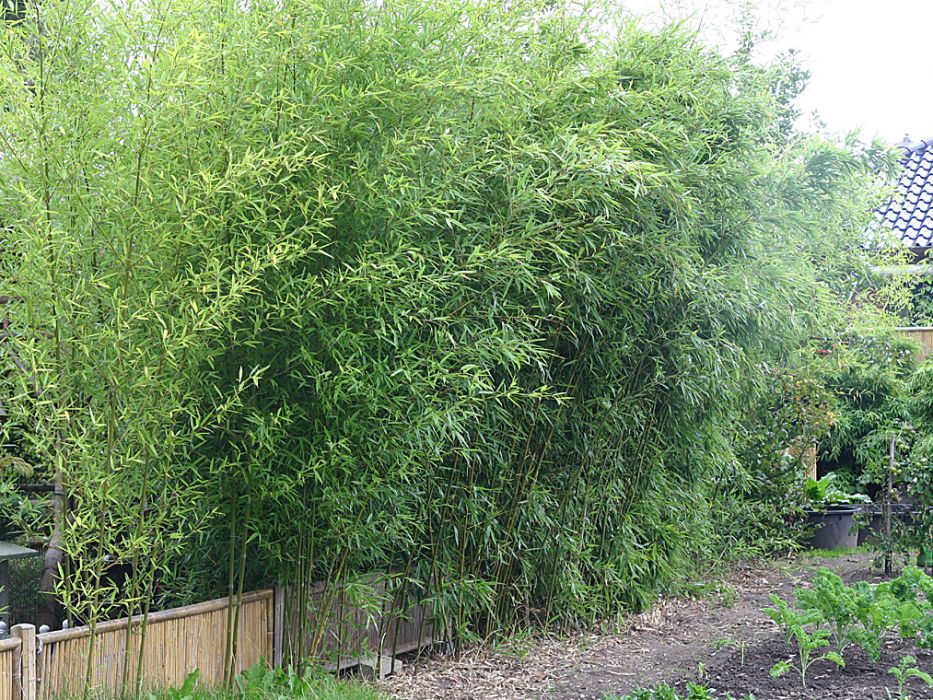 Phyllostachys humilis