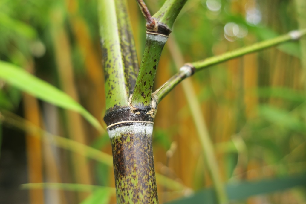 Phyllostachys nigra 'Punctata' - Ausläufer