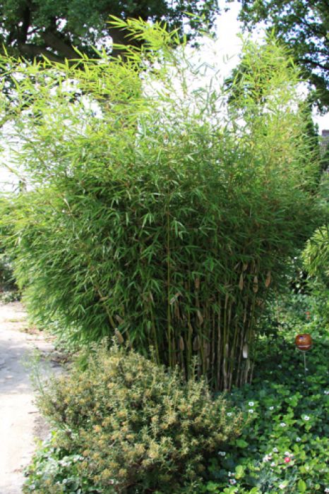 Fargesia robusta 'Campbell'