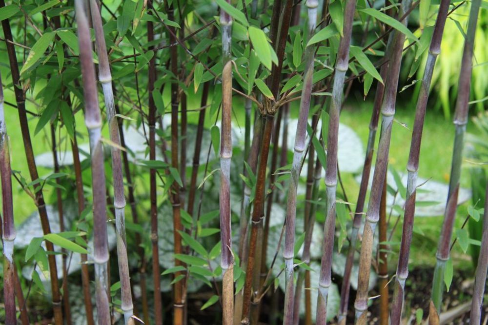 Fargesia demissa 'Gerry'