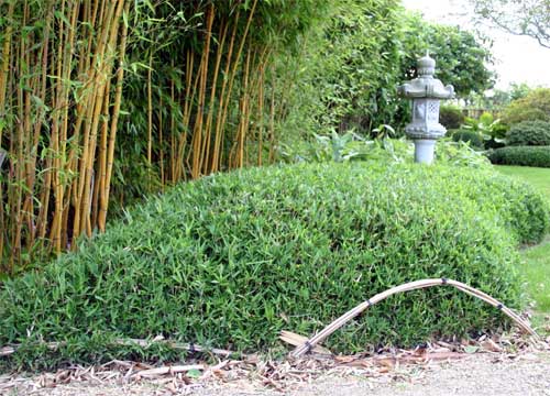 Pleioblastus pygmaeus 'Distichus'