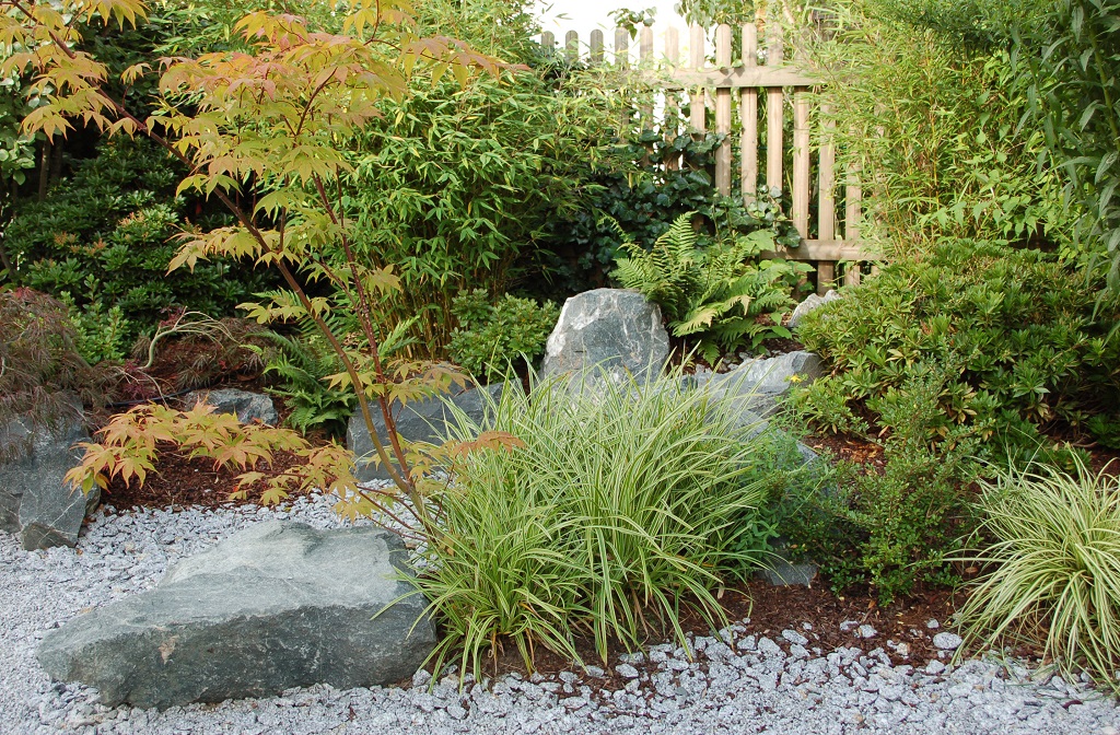 Carex morrowii 'Variegata'