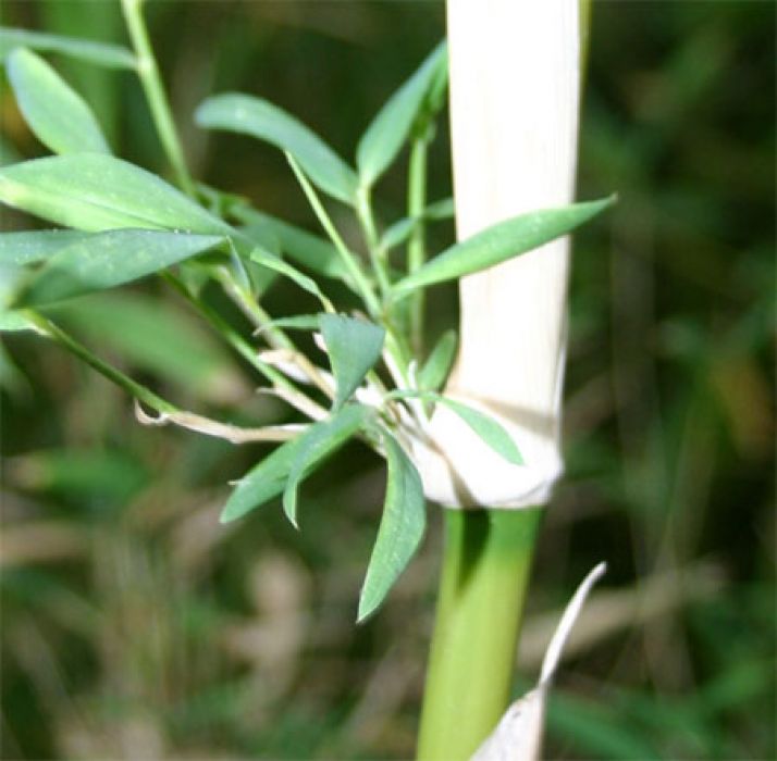 Chusquea culeou 'Red Sheat'