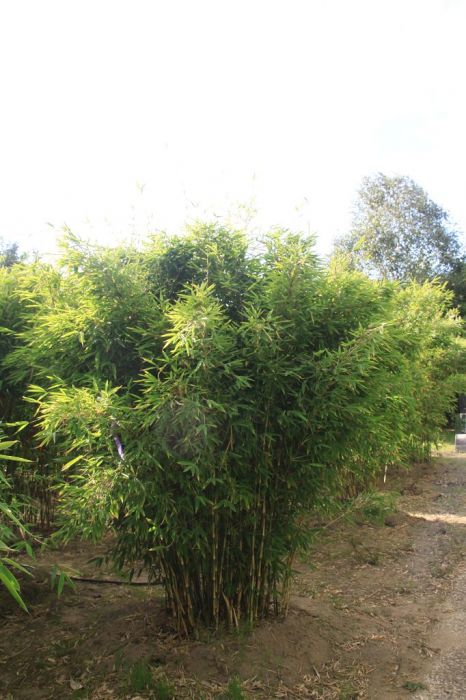 Fargesia 'Red Zebra'®