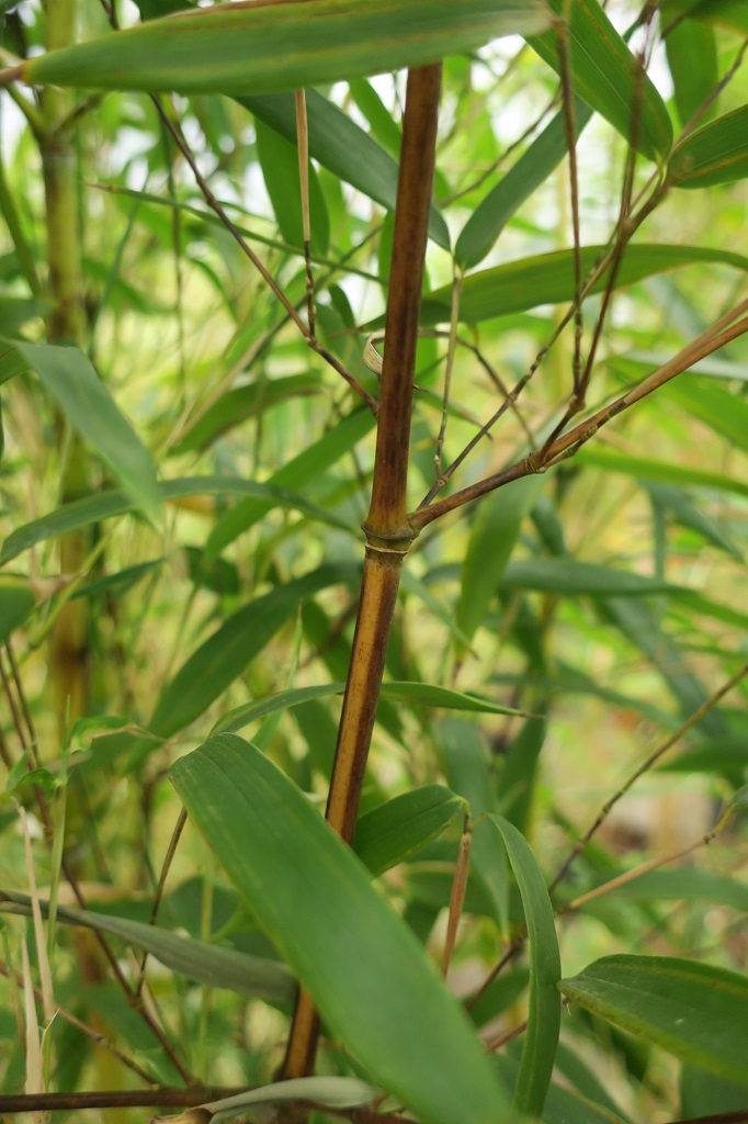 Phyllostachys aureosulcata 'Blackfire'