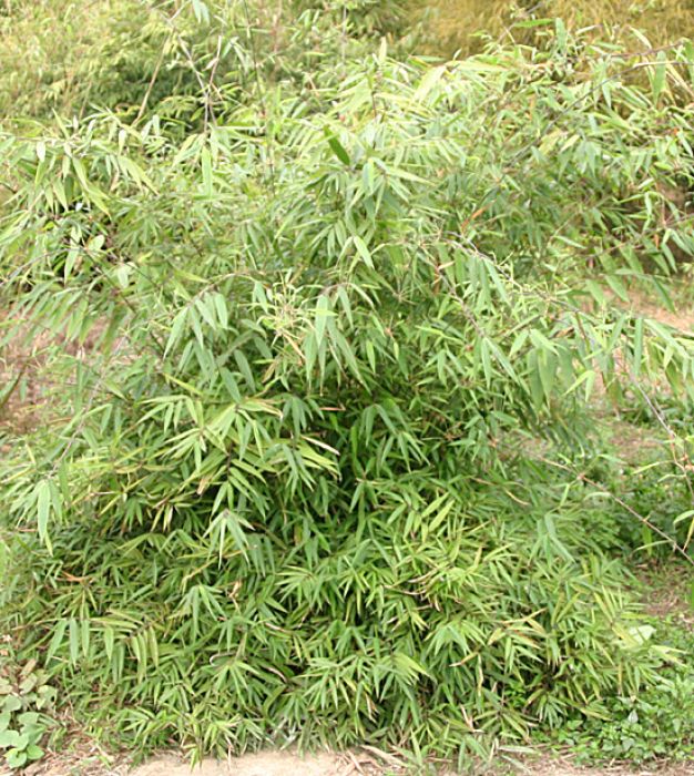 Bild von Bambusa multiplex