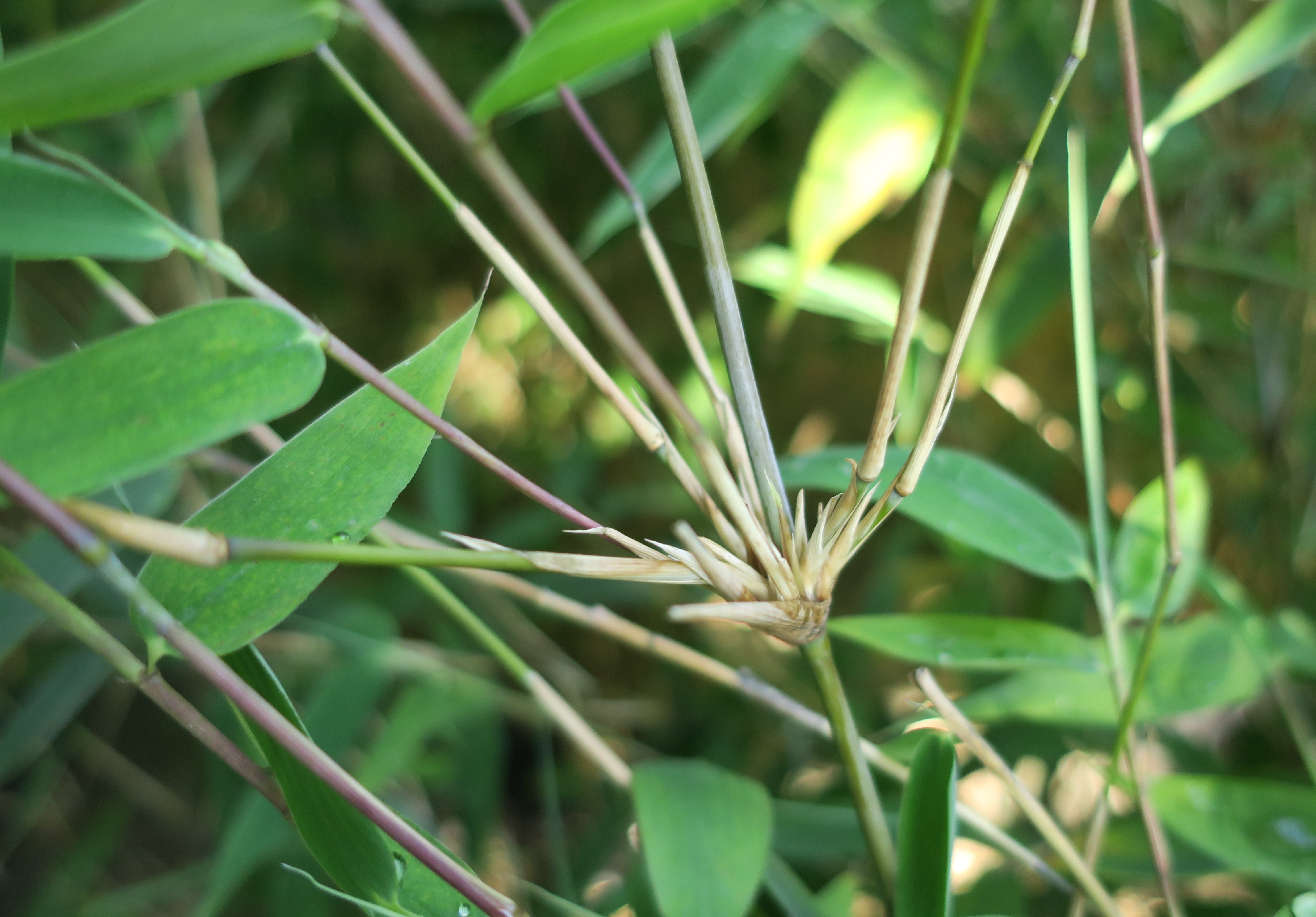 Fargesia 'Blue Lizard' - horstig