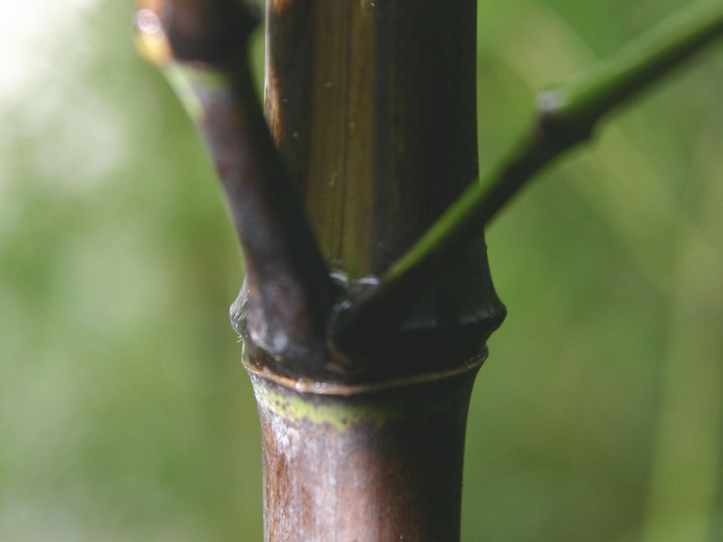Phyllostachys nigra 'Mejiro'
