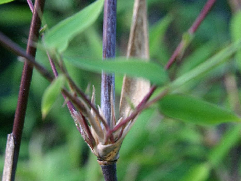 Fargesia nitida 'Elegant Schwan'