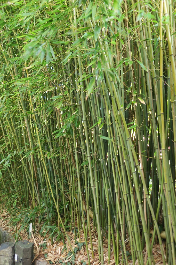 Phyllostachys bissetii
