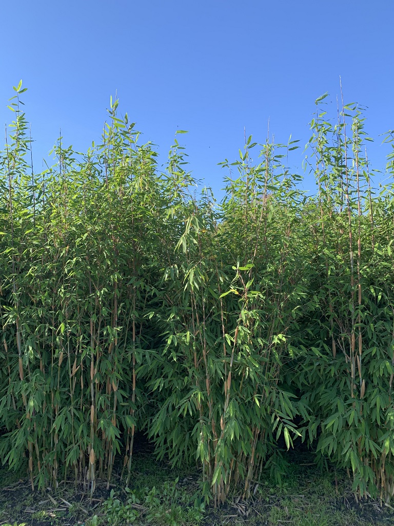 Fargesia 'Pink Okapi'®