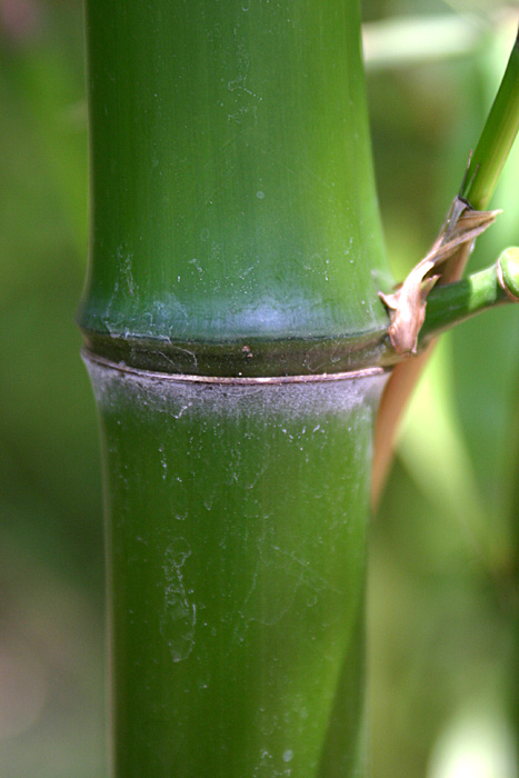 Phyllostachys prominens